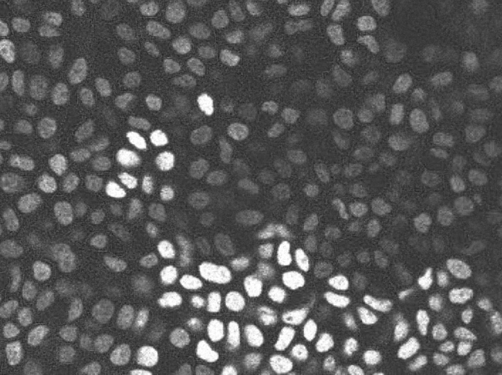 Image credits to Professor Katie Cockburn McGill University, Canada.