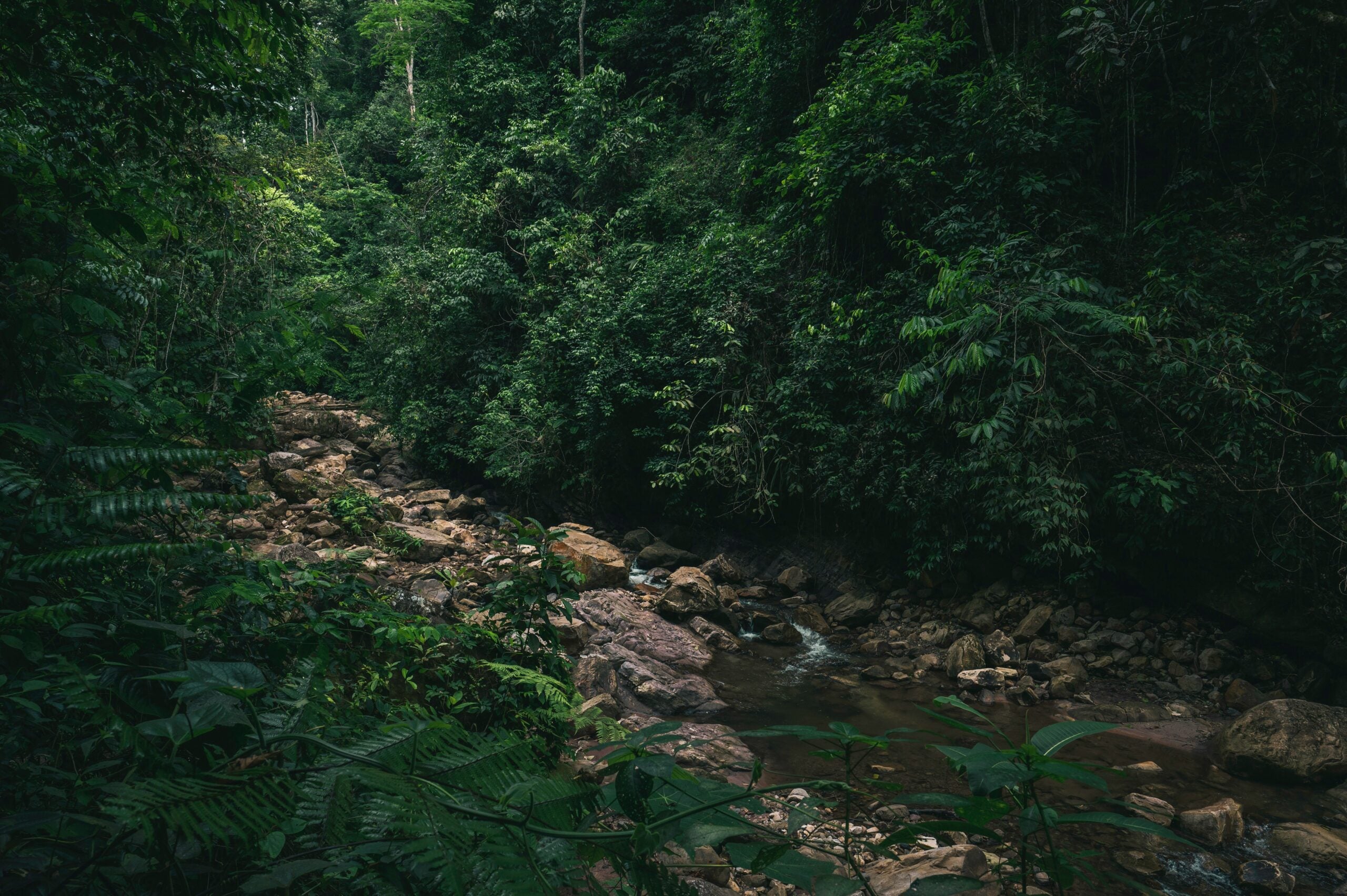 Investing in Gold Is Causing Irreparable Harm to Earth’s Wild Places