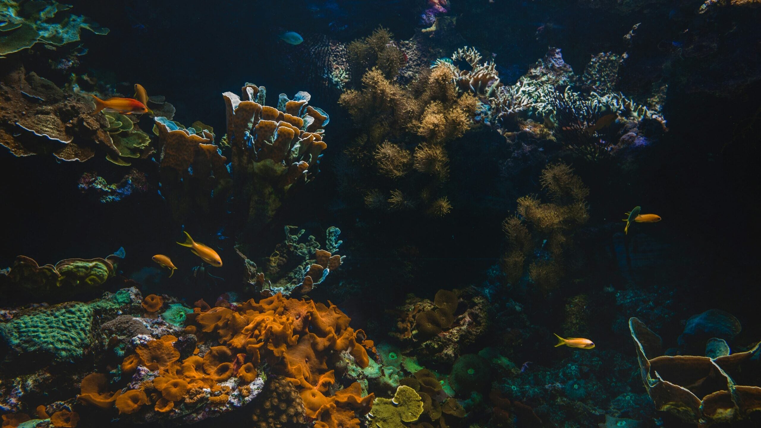 To Save the Deep Sea, We Need Fewer Batteries