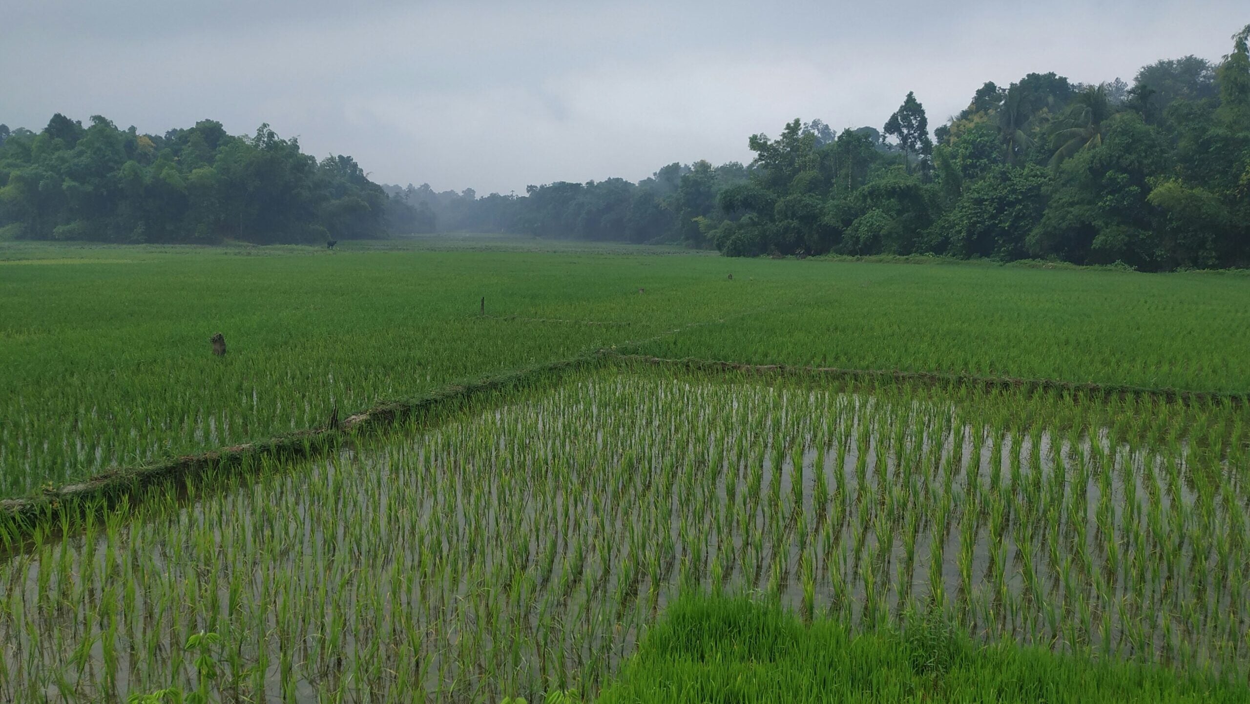 The Rohingya Crisis Is Also a Climate Story