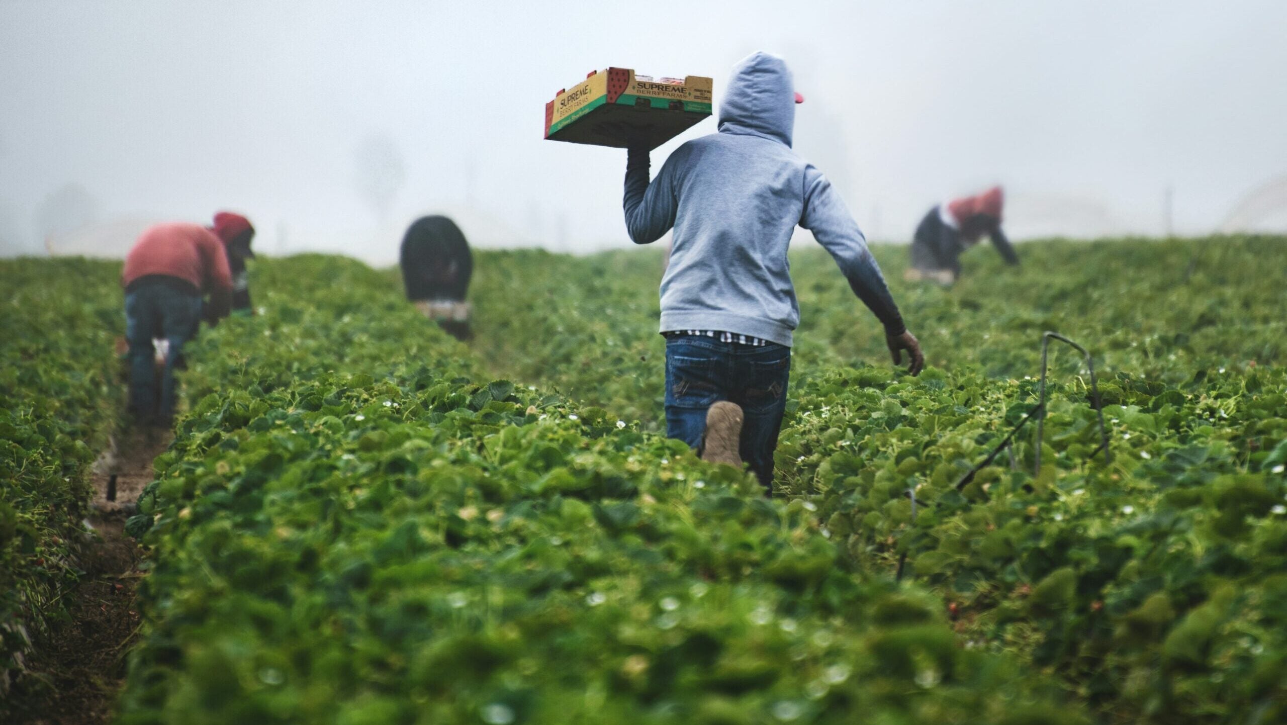 ‘Farm to Fork’ Misses a Key Ingredient of the Food System: Families